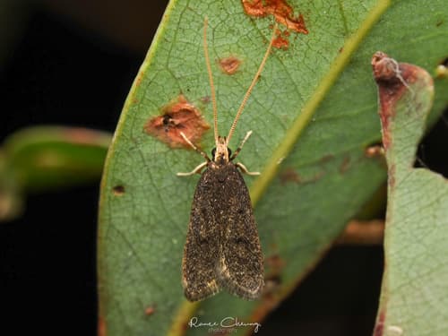 Lecithocera micromela