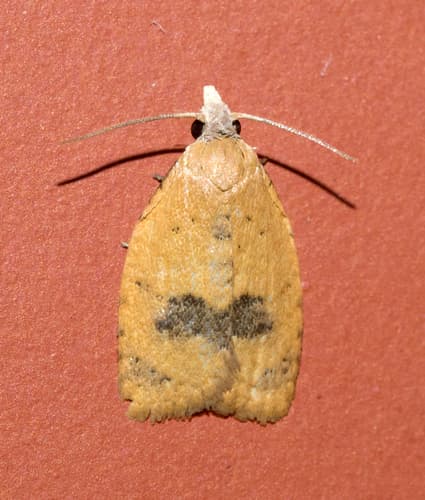Lentiginos Moth