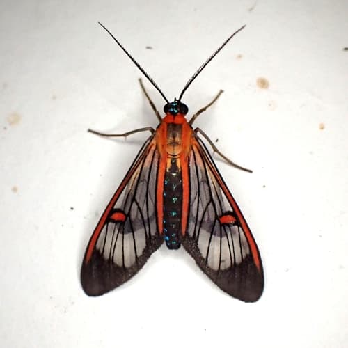 Lepidoneiva erubescens