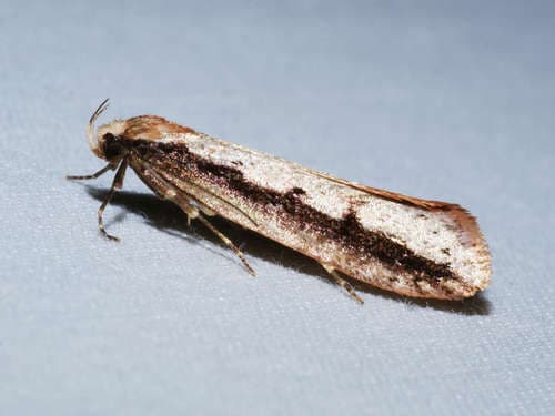 Leptocroca sanguinolenta