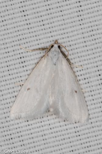 Vestal Moth