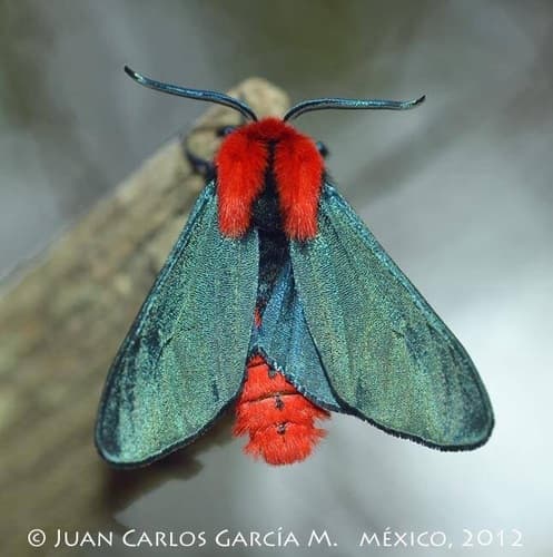 Red-bodied Eudryas Moth