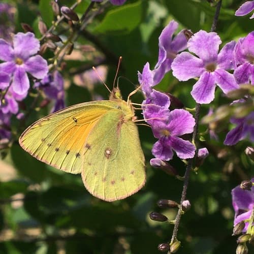 Lesbia Clouded Yellow
