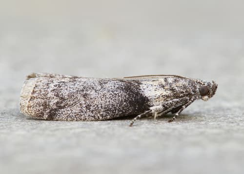 Lesser Aspen Webworm Moth