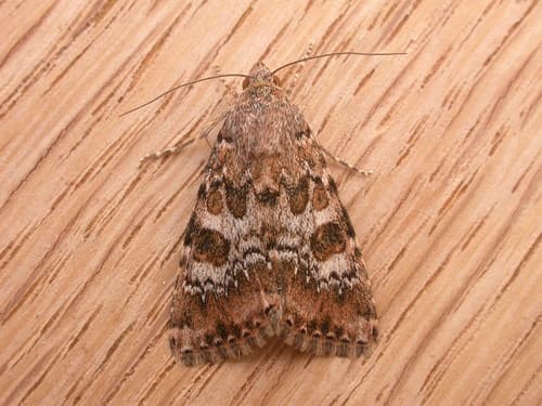 Lesser Budworm Moth