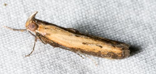 Lesser Cornstalk Borer Moth