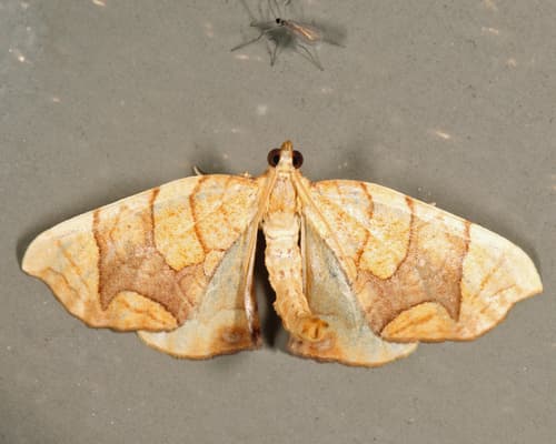 Lesser Grapevine Looper Moth