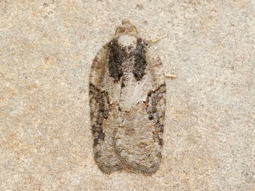 Lesser Maple Leafroller