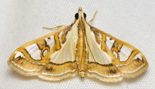 Lesser Mulberry Snout