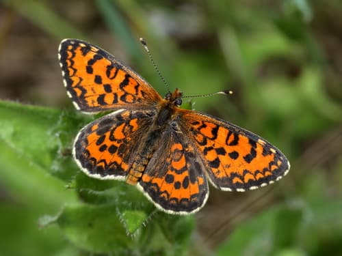 Lesser Spotted Fritillary