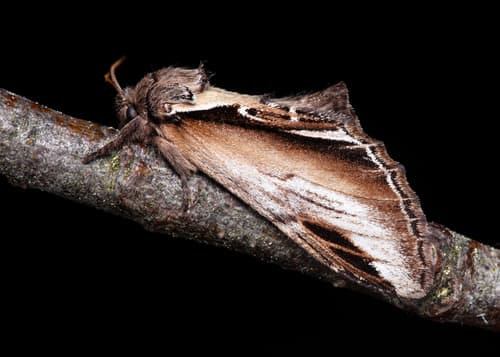 Lesser Swallow Prominent