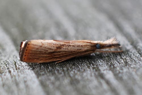 Lesser Vagabond Sod Webworm Moth