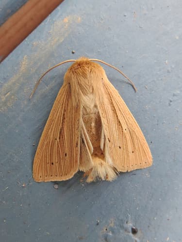 Lesser Wainscot