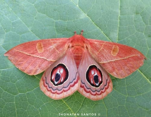 Leucanella viridescens