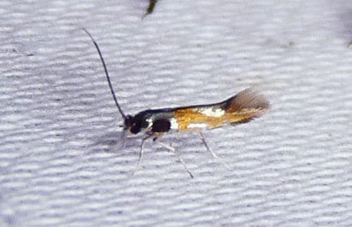 Hog Peanut Leafminer Moth