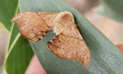 Lewin’s Bag Shelter Moth