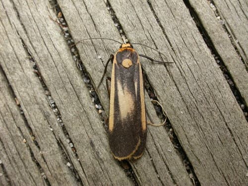 Lichen-eating Caterpillar