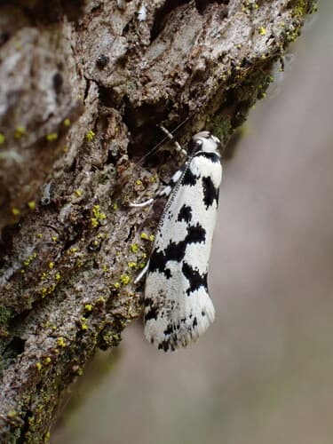 Calligraphic Lichenaula