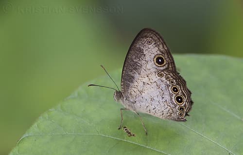 Light Bush Brown