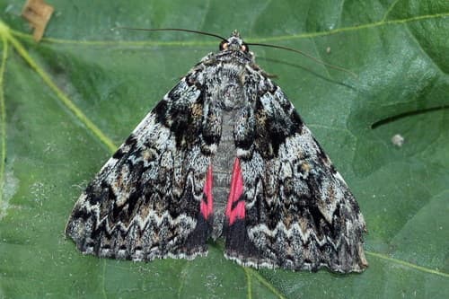 Light Crimson Underwing