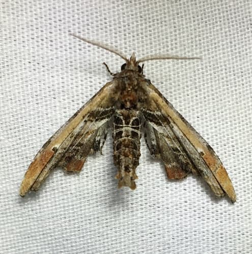 Light Marathyssa Moth