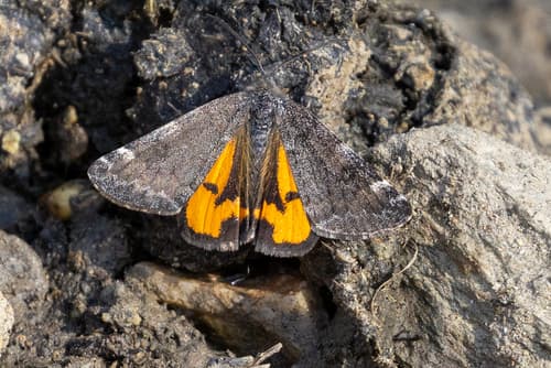 Light Orange Underwing