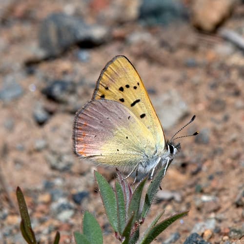 Lilac-bordered Copper