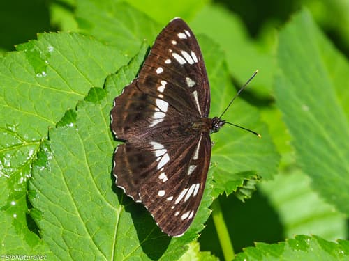 Helmann's White Admiral
