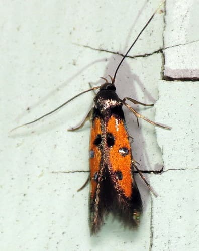 Linden Bark Borer Moth