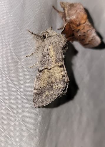 Lintner's Gluphisia Moth