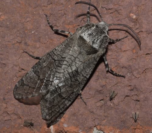 Little Carpenterworm Moth