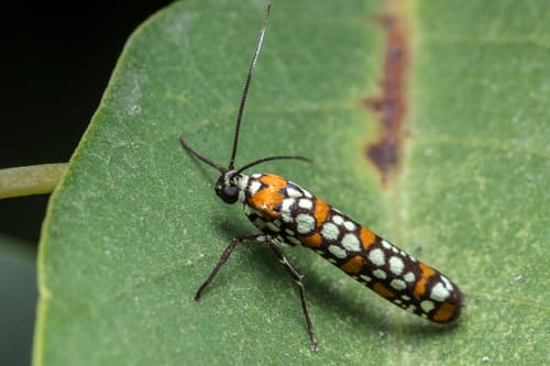 Little Cigarette Harlequin Moth