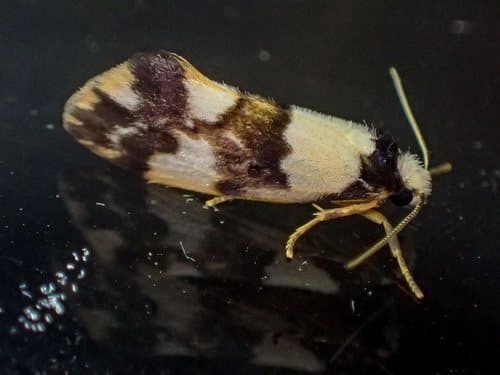 Little Mask Philenora