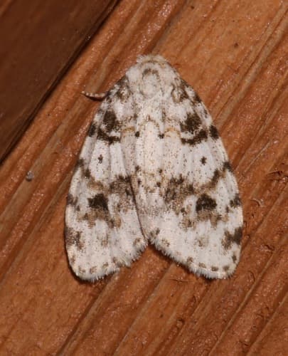 Little Ochre Lichen Moth