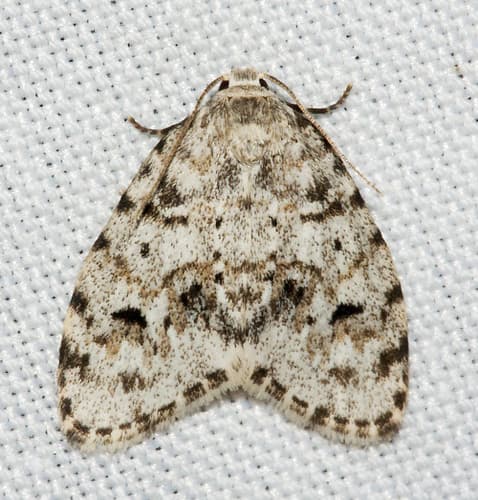 Little Shaded Lichen Moth