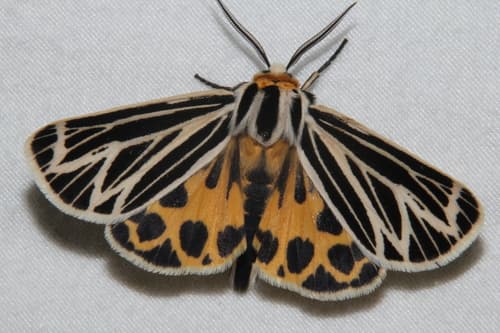 Little Virgin Tiger Moth
