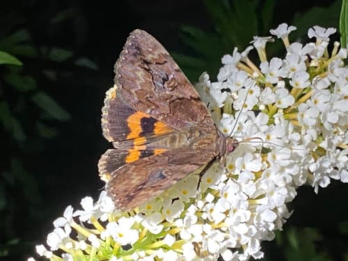 Little Wife Underwing