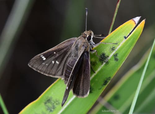 Loammi Skipper