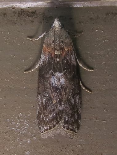 Locust Leafroller Moth