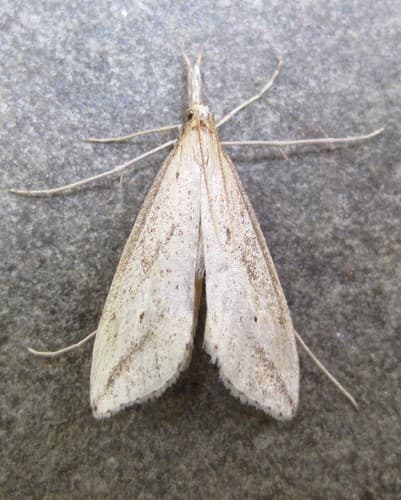 Long-beaked Donacaula Moth