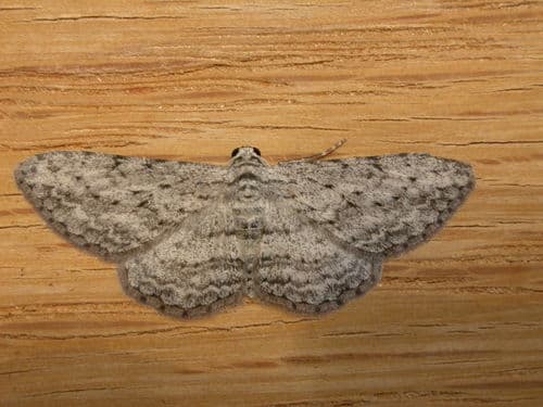 Long-fringed Bark Moth