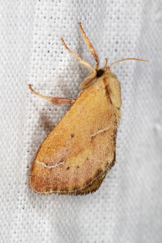 Long-horned Slug Moth
