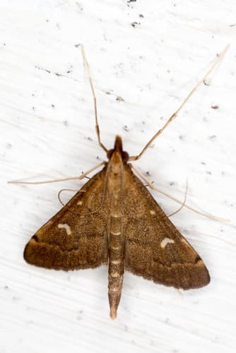 Long-legged China-mark