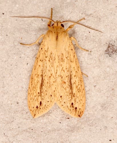 Long-streaked Tussock Moth