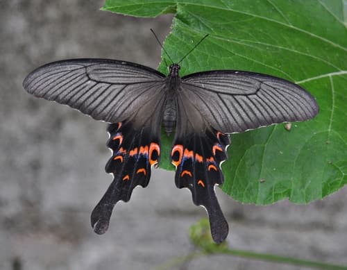 Long-tail Spangle Swallowtail