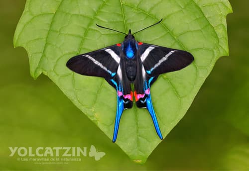 Long-tailed Metalmark