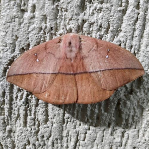Lonomia Moth