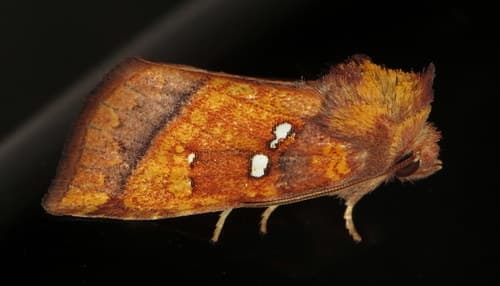 Loosestrife Borer Moth
