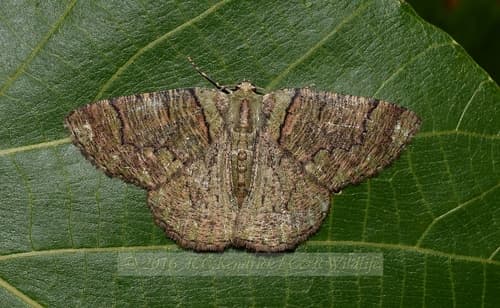 No widely accepted common name