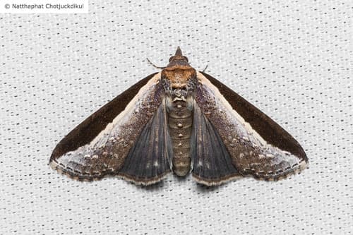 Lophoptera squammigera